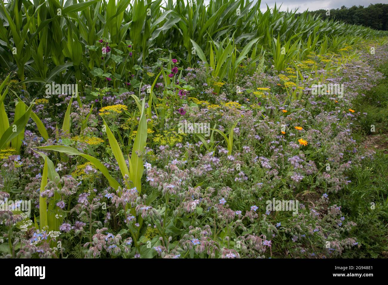 Bande fleurie d'un champ de maïs près de Billerbeck, région de Muensterland, Rhénanie-du-Nord-Westphalie, Allemagne. Bluehstreifen an einem Maisfeld BEI Billerbeck, Banque D'Images