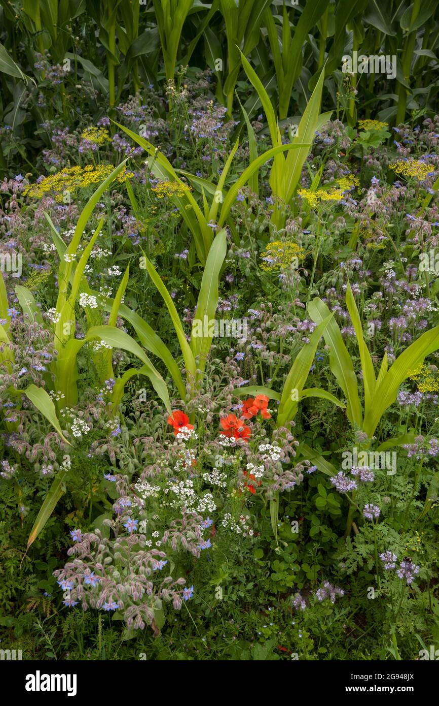 Bande fleurie d'un champ de maïs près de Billerbeck, région de Muensterland, Rhénanie-du-Nord-Westphalie, Allemagne. Bluehstreifen an einem Maisfeld BEI Billerbeck, Banque D'Images