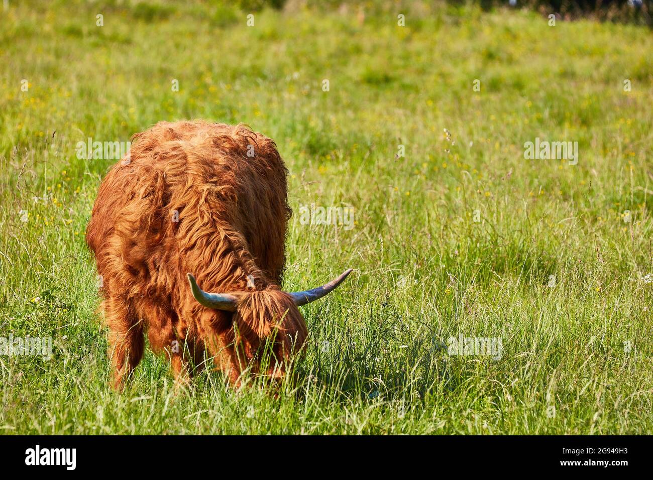 Paître le bétail des Highlands dans la vallée du Rheintal près de Buchs Suisse avec le château de Werdenberg en arrière-plan. Banque D'Images