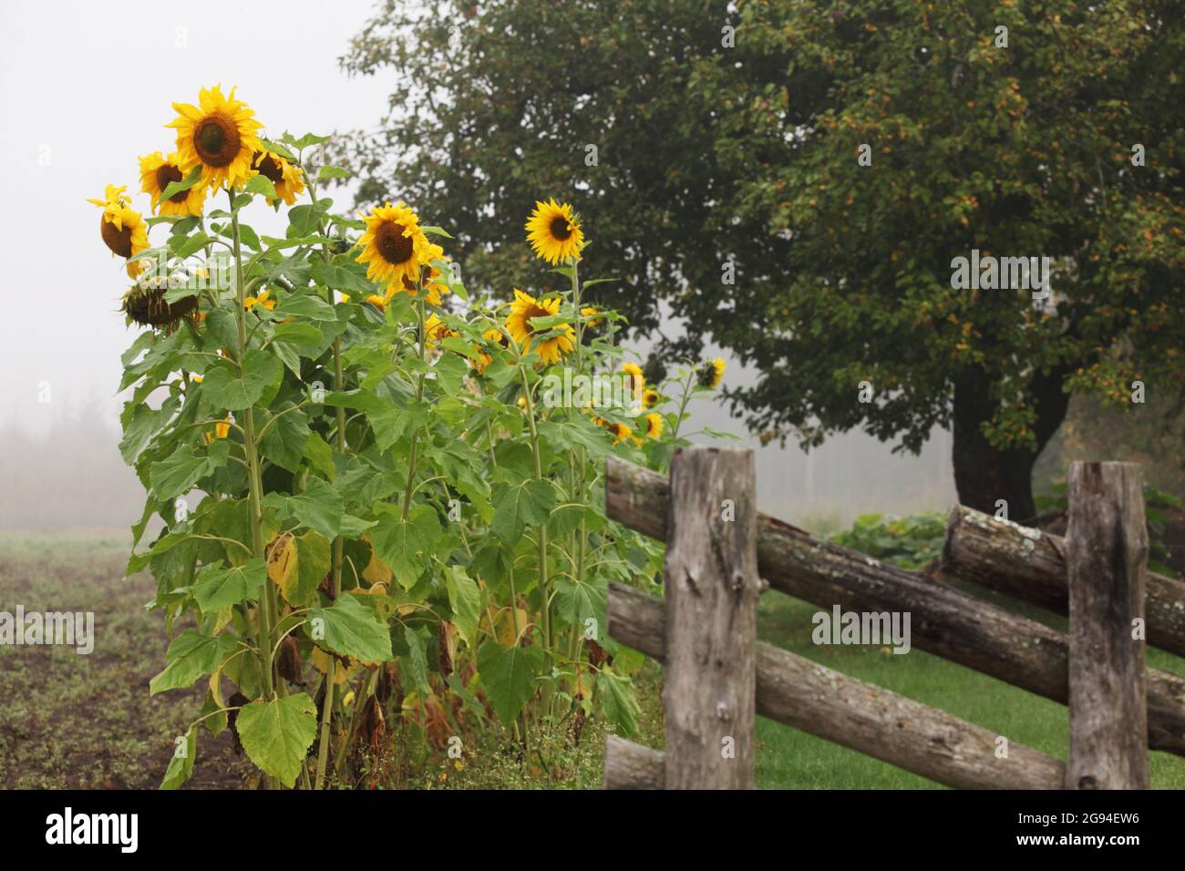 Un groupe de Sunflowers fleurit à côté d'une vieille clôture en bois pendant une journée brumeuse en fin d'été en Europe rurale. Banque D'Images