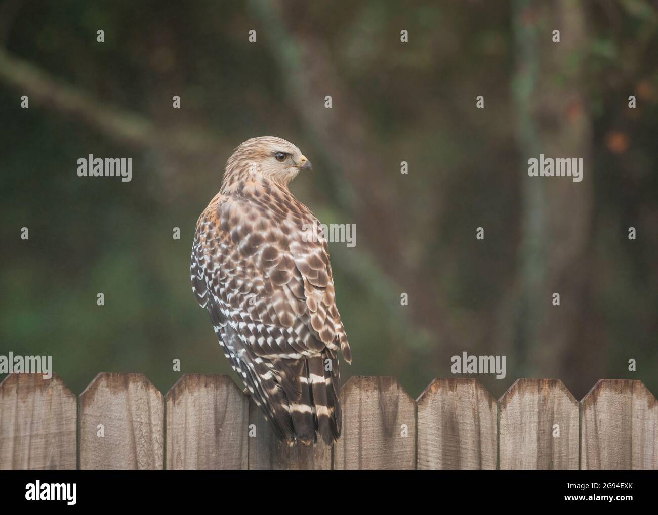 Hawk perche sur la clôture du quartier à Orlando, en Floride Banque D'Images