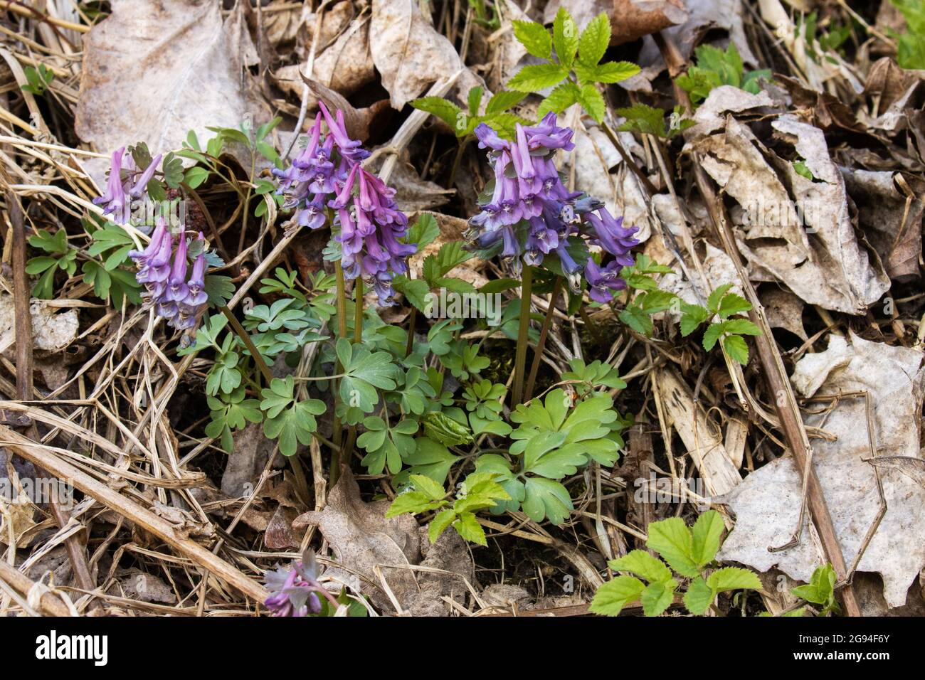 Fumewort, Corydalis solida fleurir sur une rive de rivière au printemps en Estonie. Banque D'Images