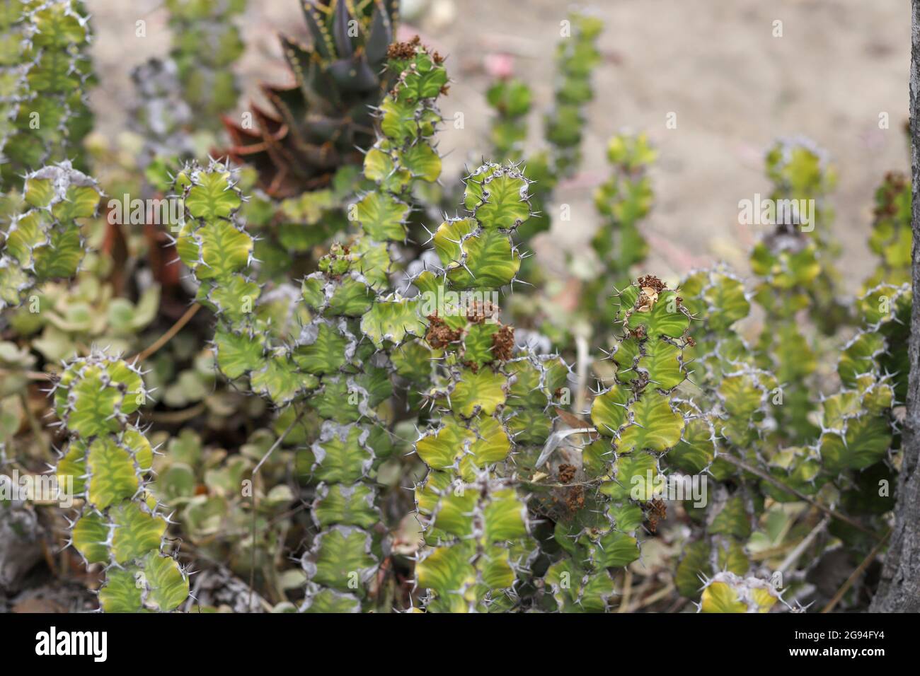 un groupe de petits cactus de candelabra Banque D'Images