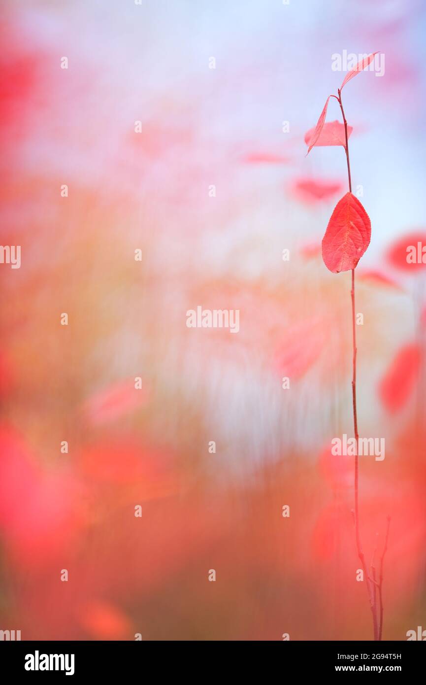 Chokeberry, feuilles d'Aronia aux couleurs d'automne, arrière-plan flou et flou. Banque D'Images