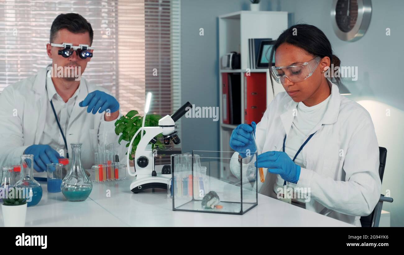 Une chercheuse noire féminine fait des expériences avec un hamster dans un laboratoire de chimie moderne à l'aide d'une pipette pour laisser tomber un peu de liquide dans le conteneur. Banque D'Images