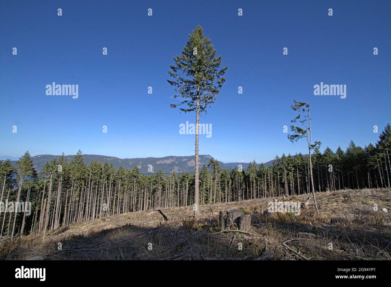 Un long arbre se dresse au milieu d'une coupe nette dans une forêt de l'île de Vancouver, dans la forêt municipale de la vallée Cowichan, à North Cowichan. Banque D'Images