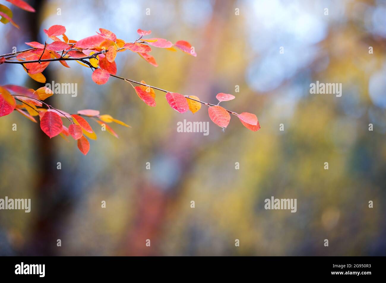 Branche de Saskatoon (Amelanchier alnifolia) avec des feuilles d'automne colorées sur fond défoqué. Mise au point sélective et faible profondeur de champ. Banque D'Images
