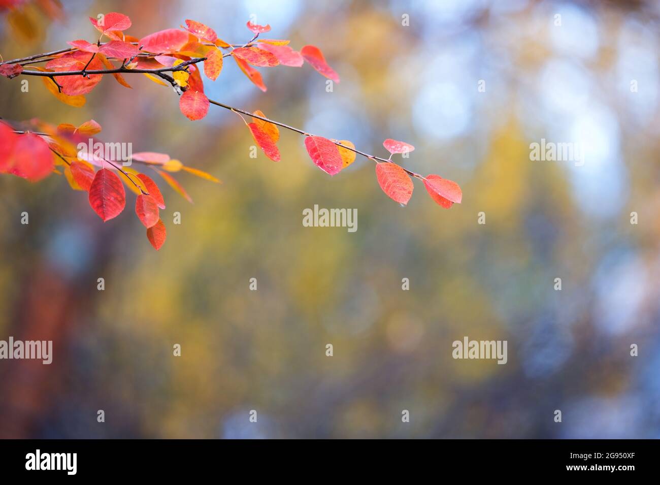 Branche de Saskatoon (Amelanchier alnifolia) avec des feuilles d'automne colorées sur fond défoqué. Mise au point sélective et faible profondeur de champ. Banque D'Images