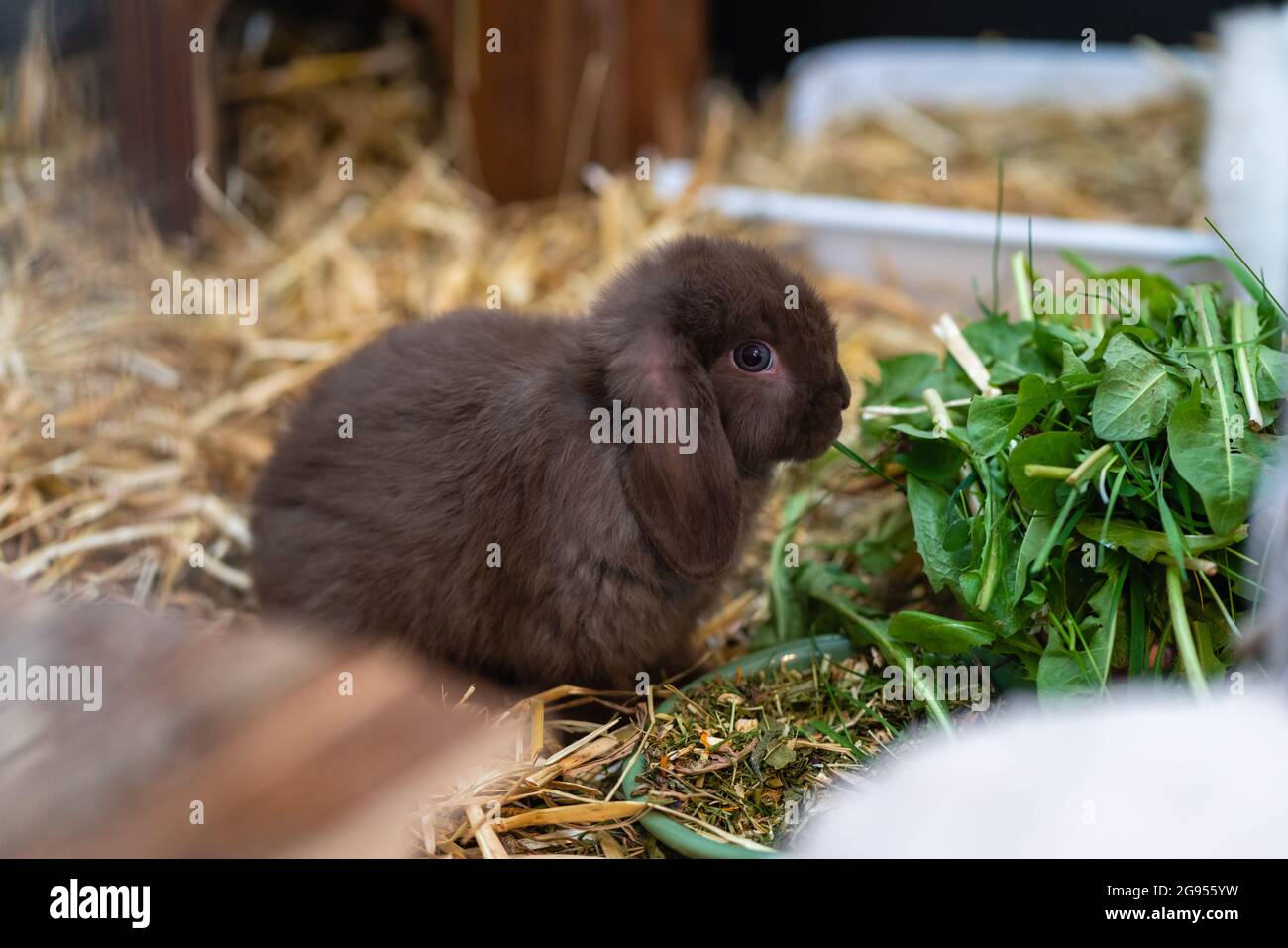 Lapin nain brun (bélier nain) assis à côté de son bol alimentaire dans sa huche. Banque D'Images