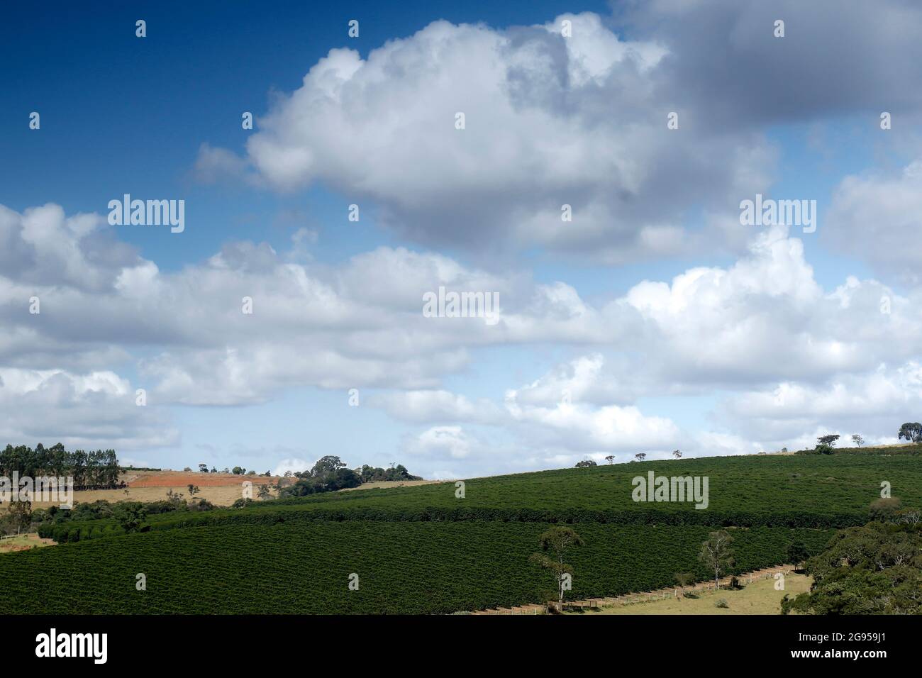 Ferme avec vue sur la plantation de café. L'agrobusiness. Récolte de café avec des grains jaunes, vert et bleu ciel. Banque D'Images