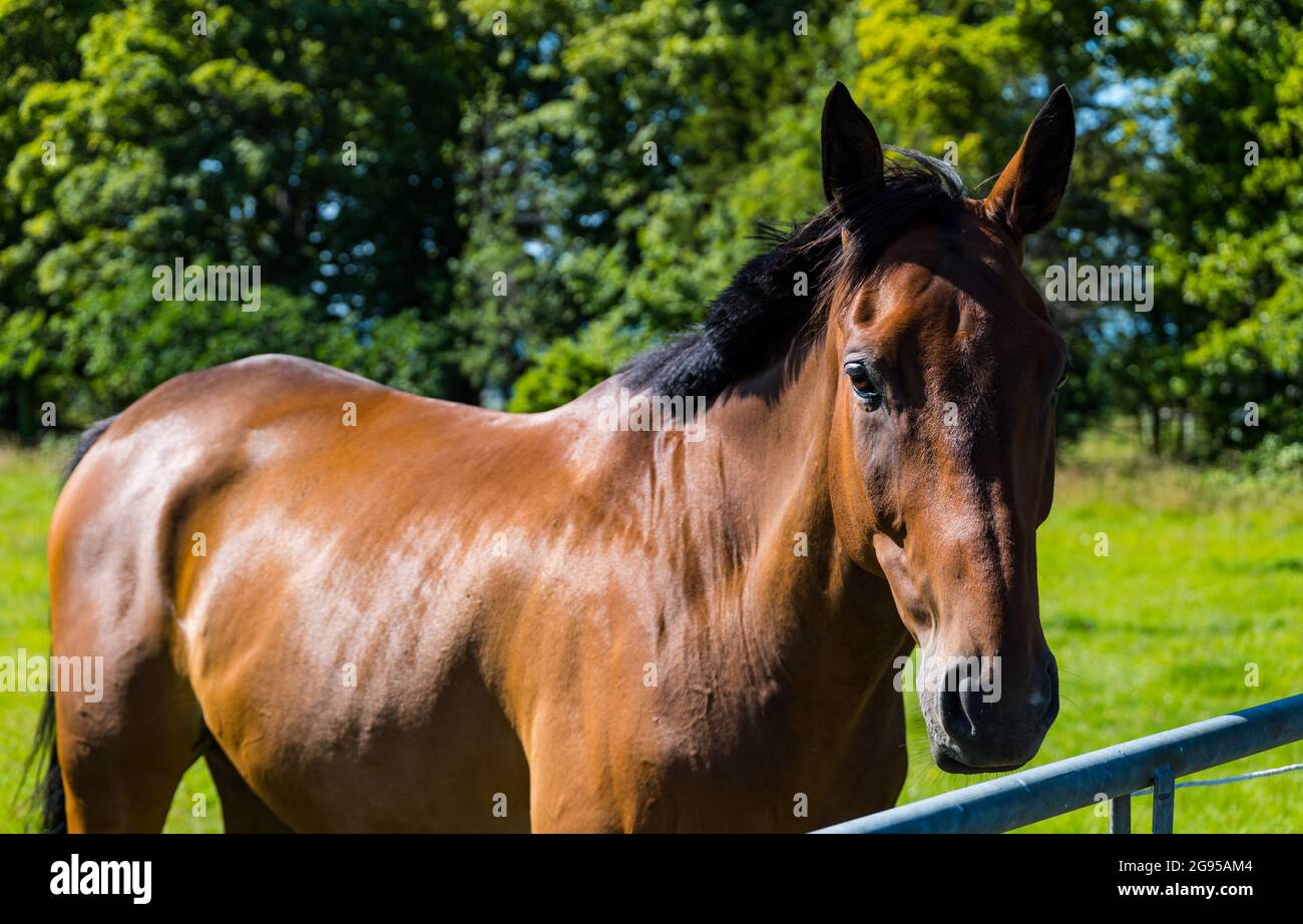 East Lothian, Écosse, Royaume-Uni, 24 juillet 2021. Un curieux cheval brun à une porte dans un champ vert sous le soleil d'été Banque D'Images