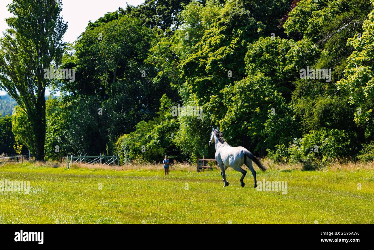 East Lothian, Écosse, Royaume-Uni, 24 juillet 2021. Un cheval blanc traverse le champ appelé par son propriétaire Banque D'Images