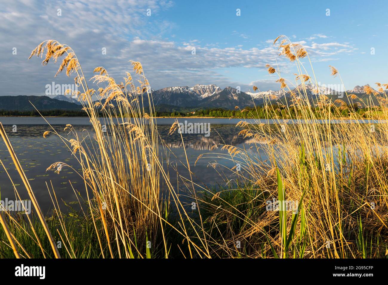 Les montagnes des Alpes de Tannheim se reflètent dans le lac Hopfen au lever du soleil, Allgäu, Bavière, Allemagne Banque D'Images