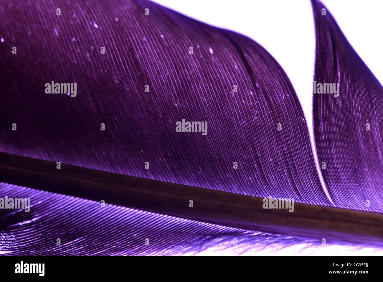 Gros plan d'une plume d'oie du Canada (Branta canadensis) rétro-éclairée à l'aide d'un fond violet montrant une ailette de plumes et le motif de la plume. Banque D'Images
