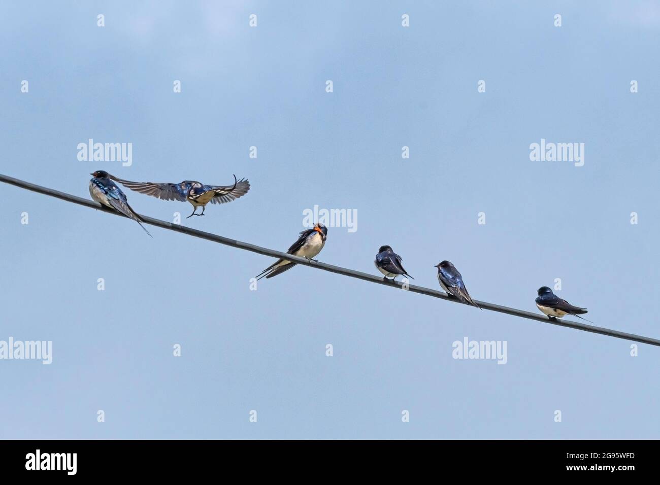 Swalws Hirundo rustica perchée sur un fil téléphonique. Banque D'Images Swalws Hirundo rustica perchée sur un fil téléphonique. Banque D'Images