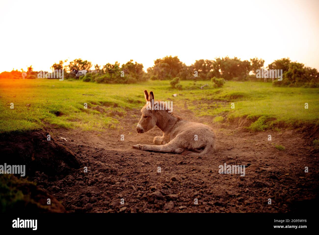 Un âne de poulain très mignon est assis dans un lit de ruisseau séché dans la Nouvelle forêt avec le rouleau occasionnel dans la boue sèche et poussiéreuse. (ensemble d'images) Banque D'Images