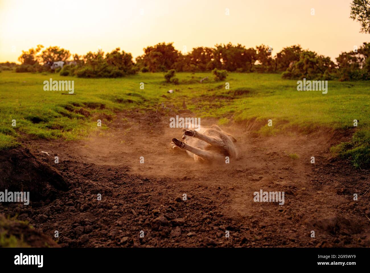 Un âne de poulain très mignon est assis dans un lit de ruisseau séché dans la Nouvelle forêt avec le rouleau occasionnel dans la boue sèche et poussiéreuse. (ensemble d'images) Banque D'Images