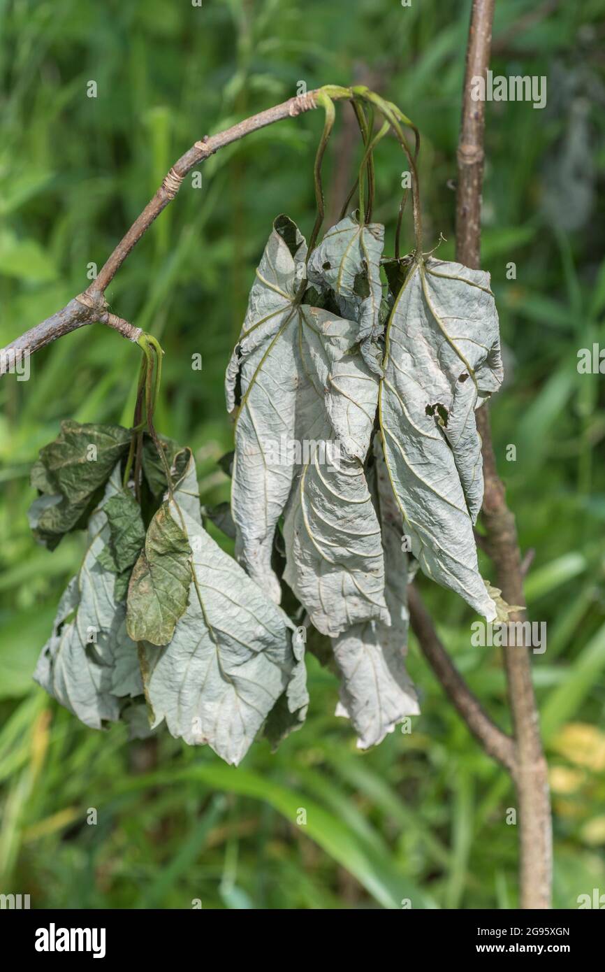 Petit groupe de feuilles de Sycamore en train de mourir / Acer pseudoplatanus feuilles au soleil. Pour les plantes mortes et en train de mourir, les arbres morts, les arbres fanés, etc Banque D'Images