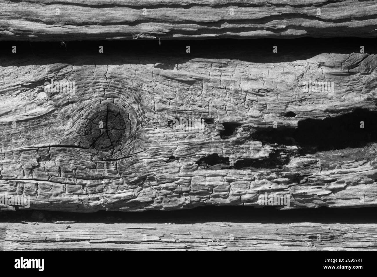 Rendu noir et blanc monochrome d'une section de bois vieilli lors d'une journée ensoleillée. Pour les intempéries, l'ancien, la texture du bois de gros plan. Banque D'Images