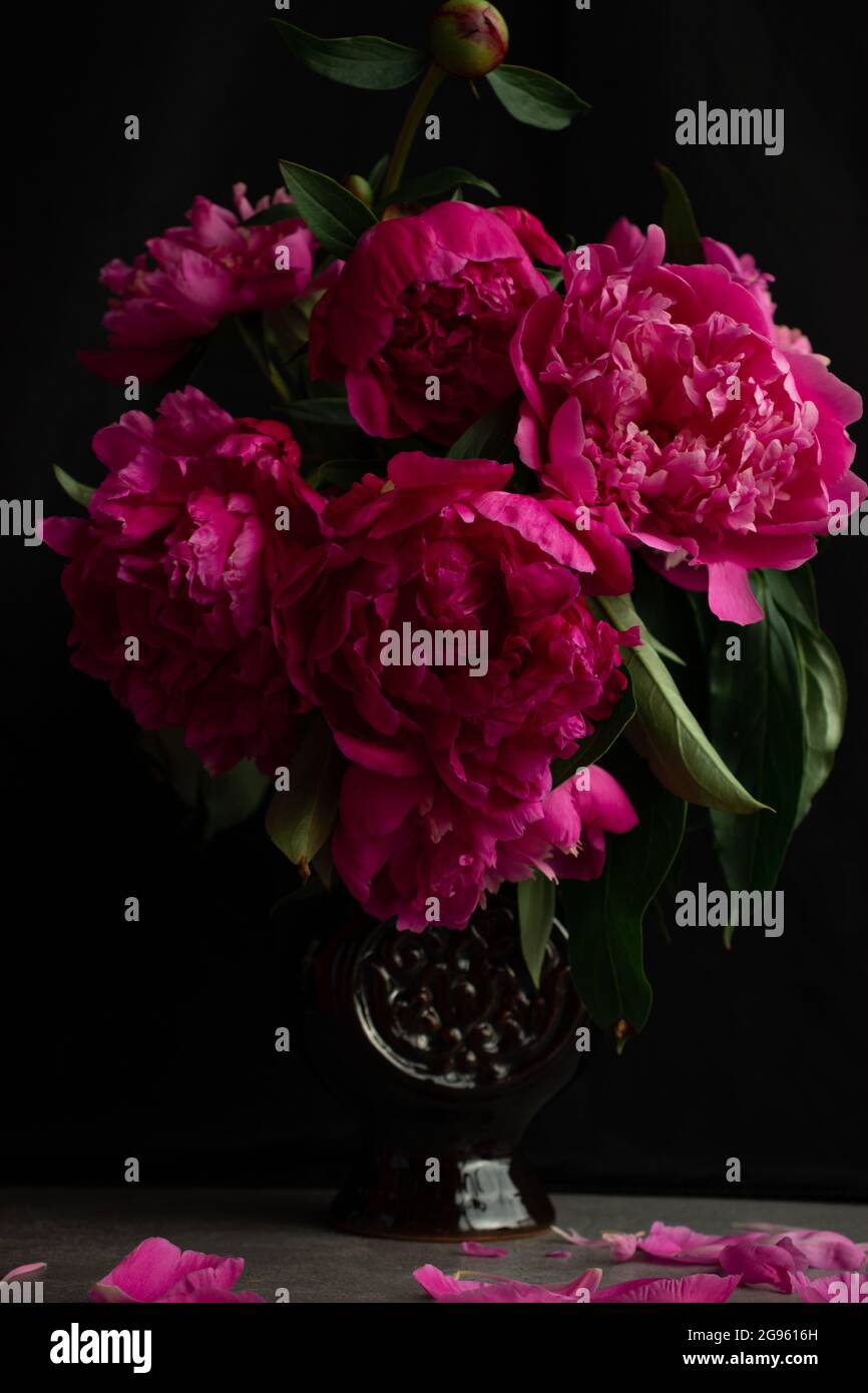 Fleurs de pivoine rose sur fond noir Banque D'Images