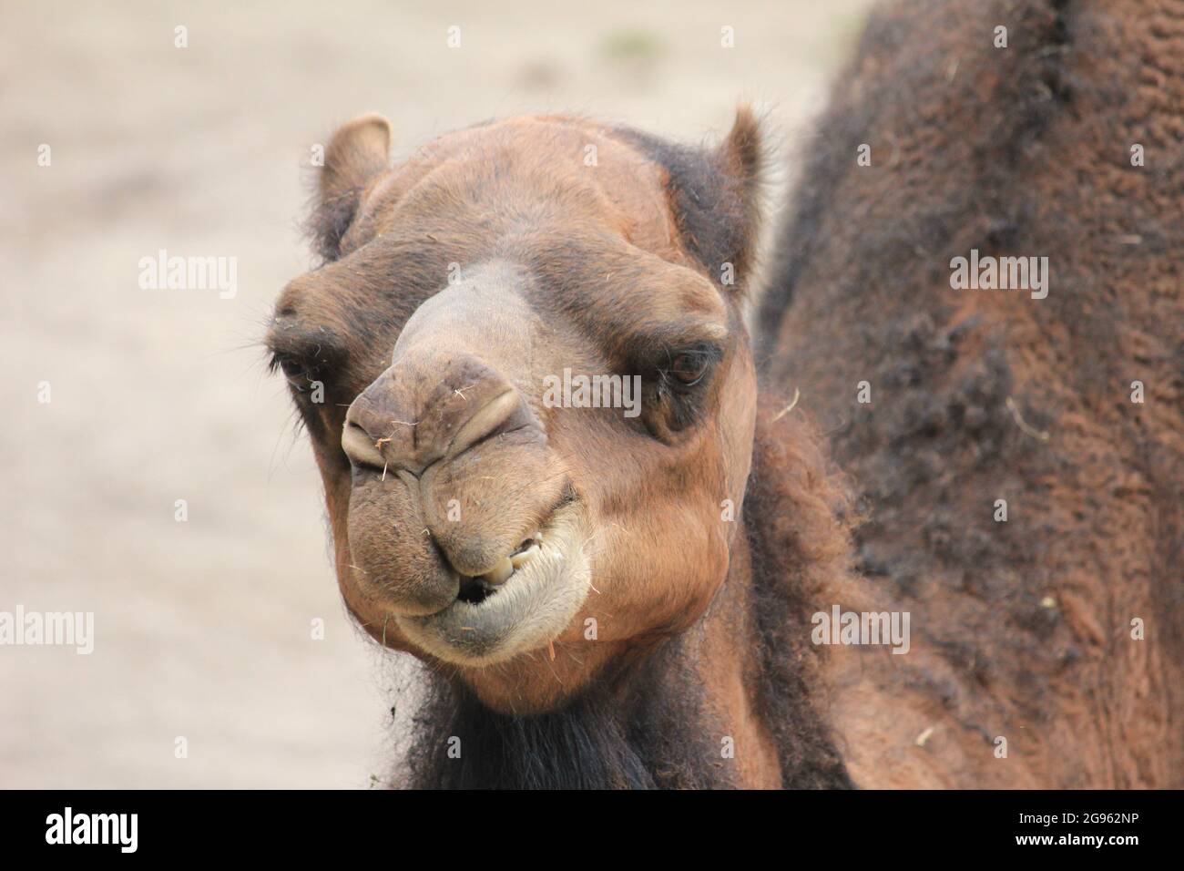 Dromadaire au zoo d'Overloon, aux pays-Bas Banque D'Images