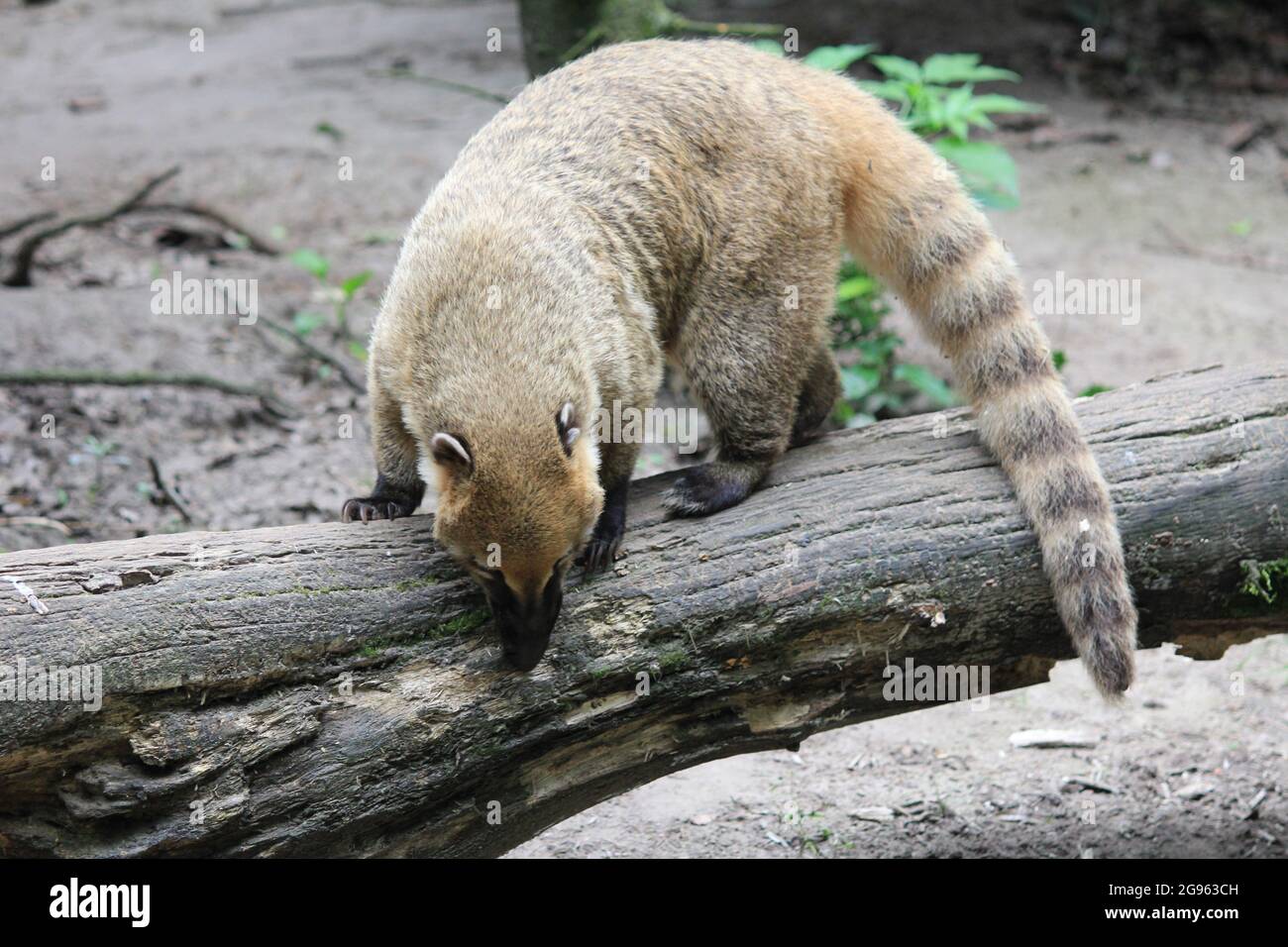 South American coati Banque D'Images