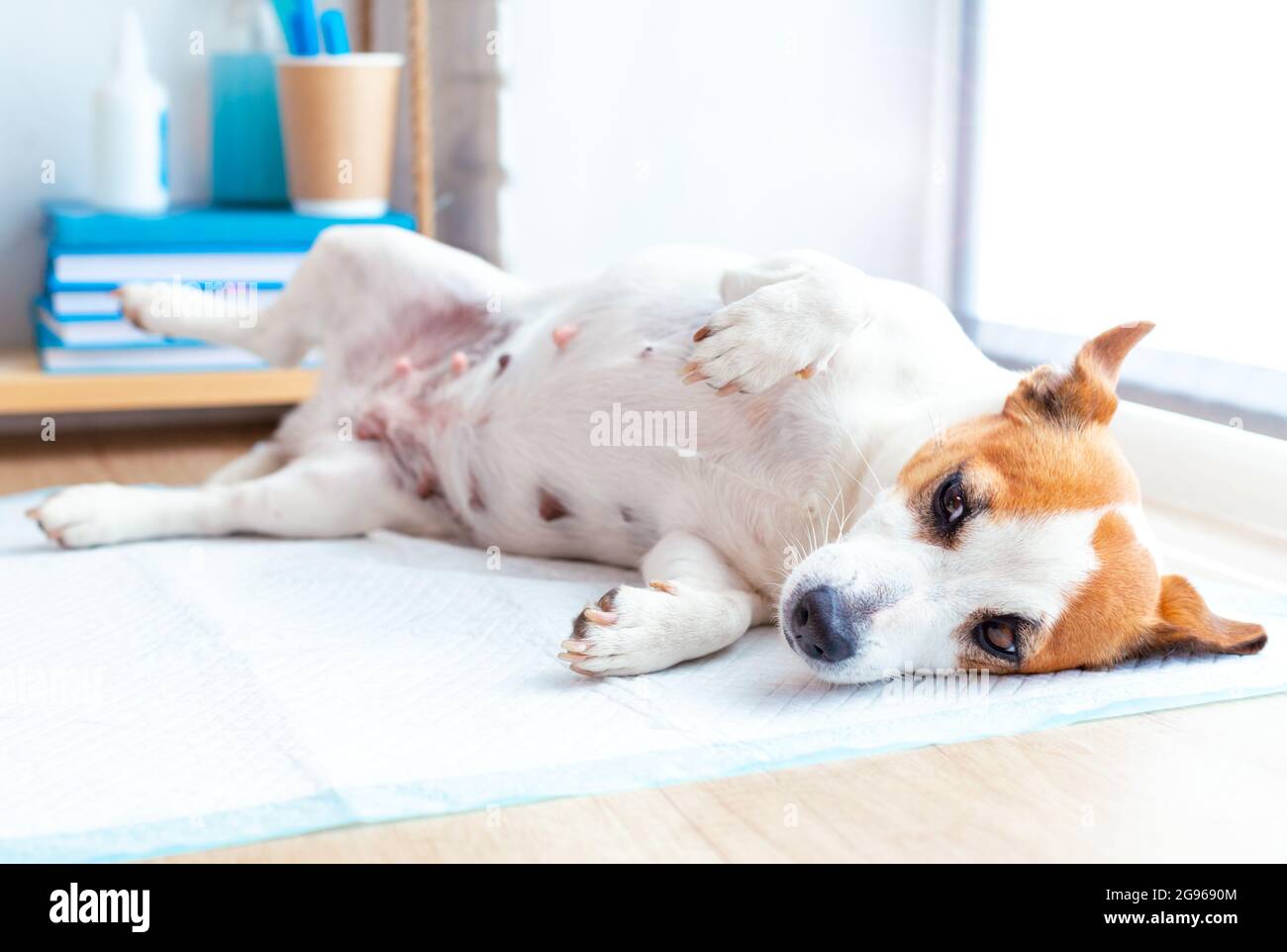 Un adorable chien Jack russell terrier allongé sur la table à la réception de la clinique vétérinaire. Le chien est en attente d'examen par le médecin vétérinaire. Animaux de compagnie Banque D'Images