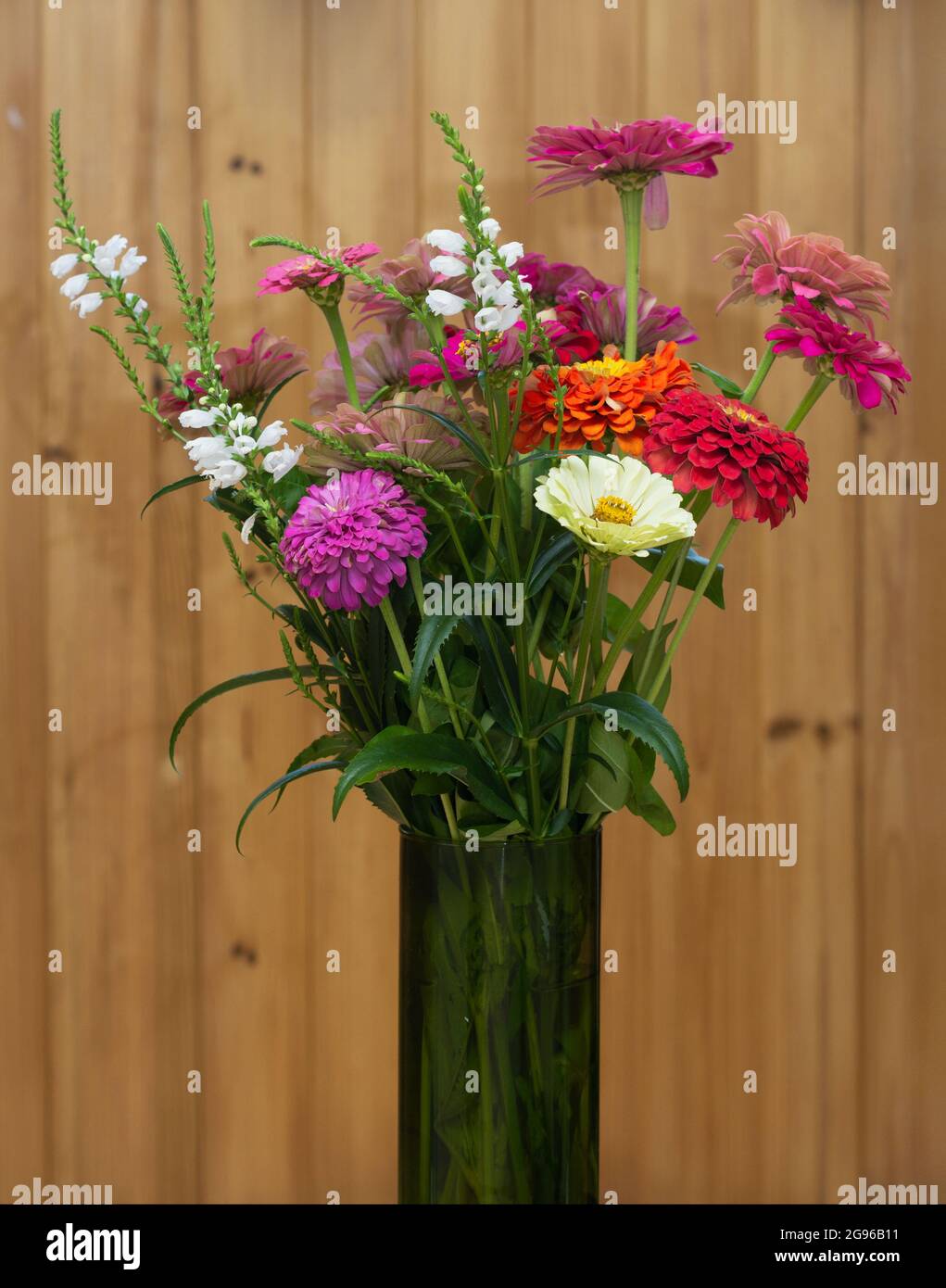 Bouquet de fleurs de différentes couleurs zinnia dans un vase en verre Banque D'Images