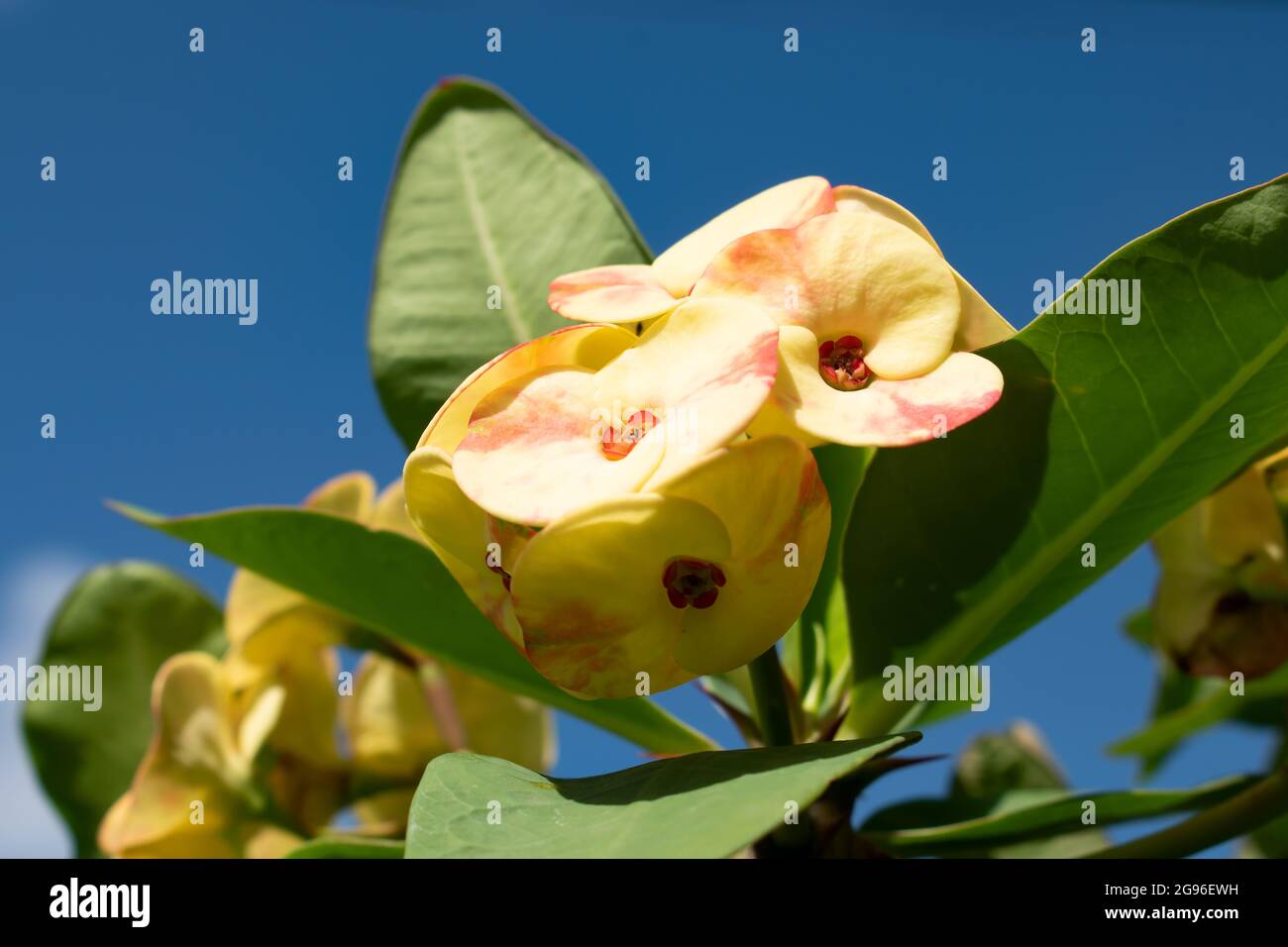 Couronne jaune et rouge d'épines ou d'euphorbia milii bractées entourant les petites fleurs. La plante a un arrière-plan flou de la nature, des feuilles et du ciel. Banque D'Images