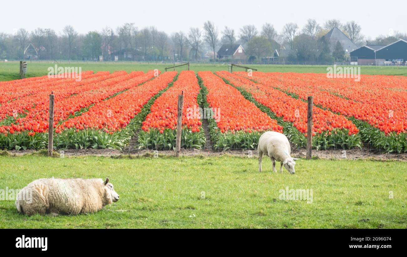 Les moutons blancs bissent dans un pré près d'un champ de tulipes à fleurs rouges. Région de Schermer-Beemster, West-Friesland, Nord-Hollande, pays-Bas. Banque D'Images