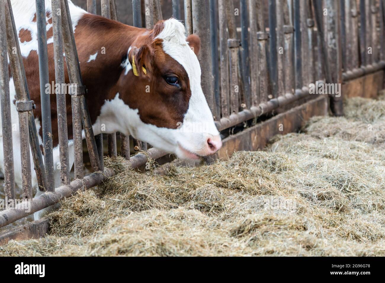 Vache rouge et blanche dans la tête stable adhérant à travers les barres de fer atteignant pour le foin frais. West-friesland Nord-Holland, pays-Bas. Banque D'Images