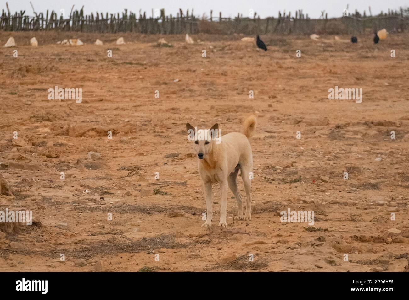 Chien mongrel blanc et jaune debout dans le sable du désert et regardant la caméra à la Guajira, Colombie Banque D'Images