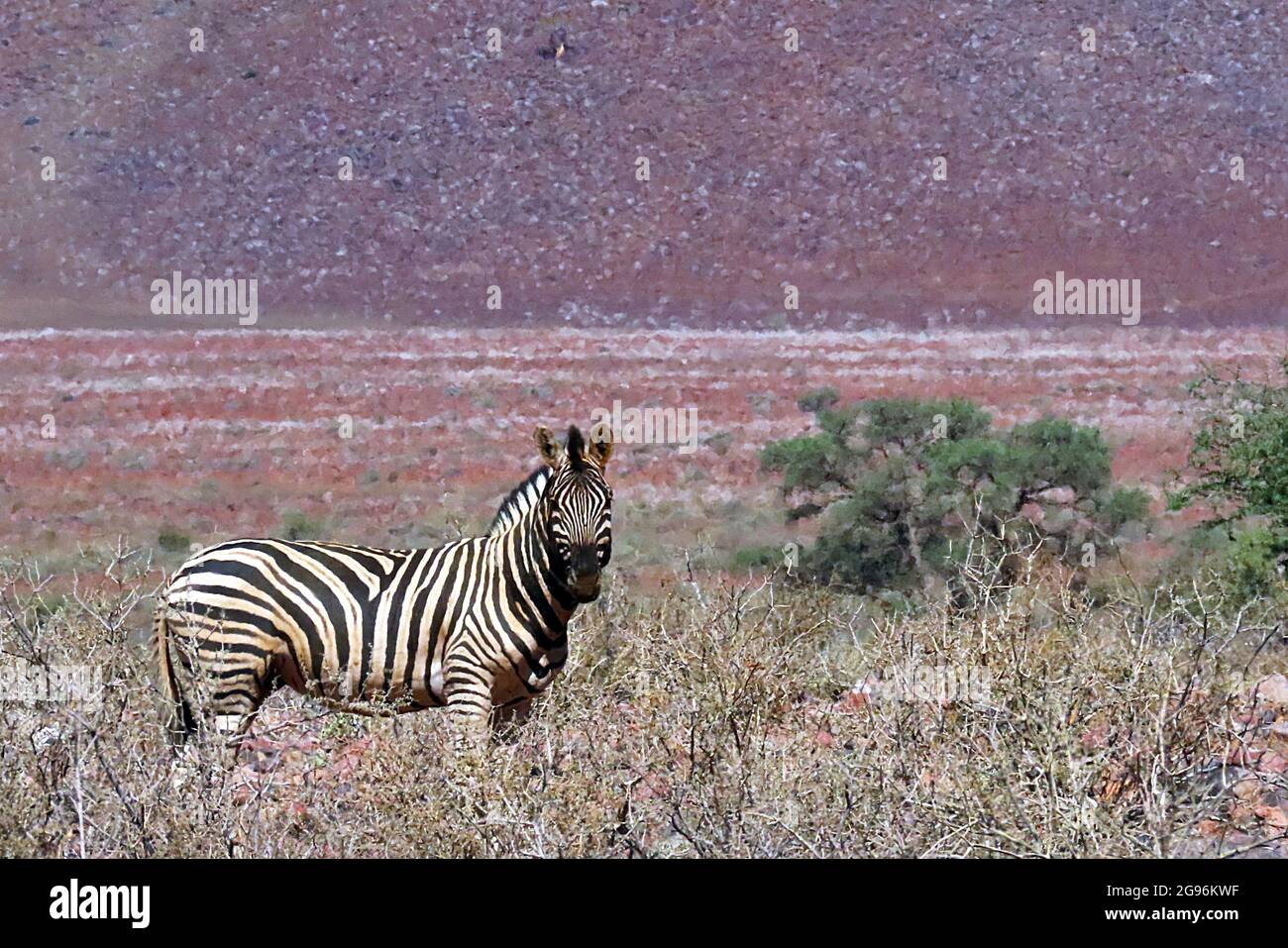 Un zèbre des plaines solitaire (Equus quagga) qui se couche sous la chaleur du soleil dans la réserve naturelle de NamibRand en Namibie Banque D'Images