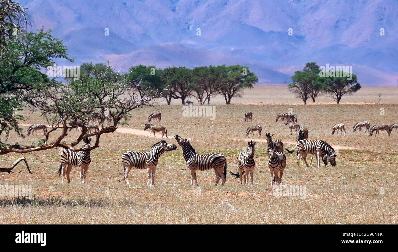 Zèbres des plaines sauvages (Equus quagga) se bagarant dans la chaleur du soleil à la réserve naturelle de NamibRand en Namibie Banque D'Images
