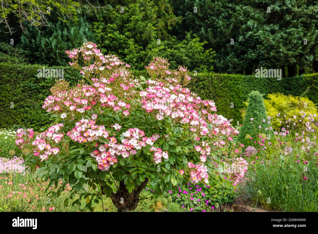 Petit rosier rose à fleurs dans un jardin herbacé frontière. Banque D'Images