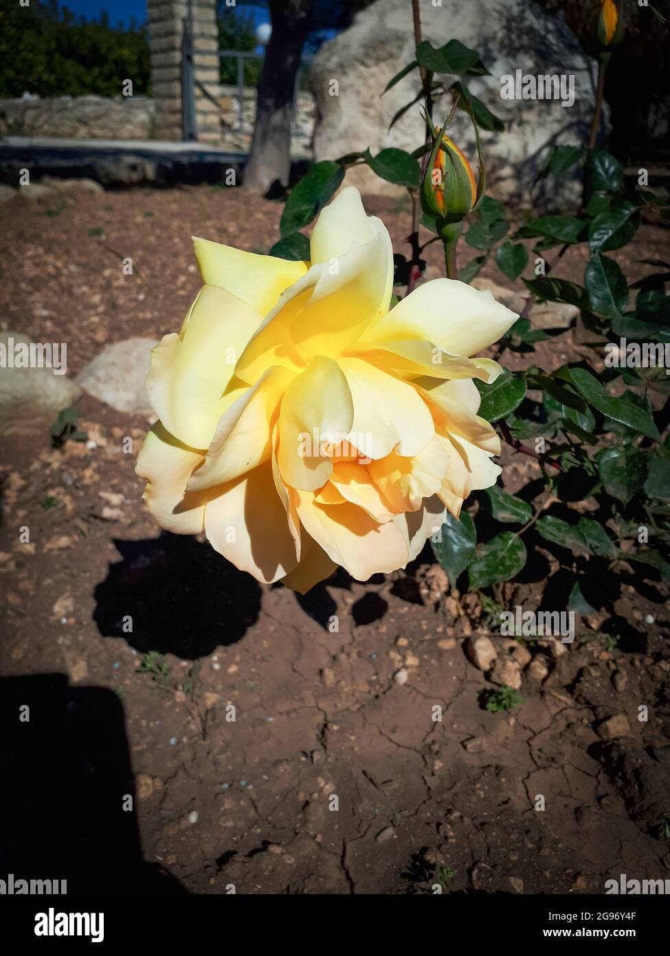 Plan vertical d'une rose jaune du bengale Banque D'Images