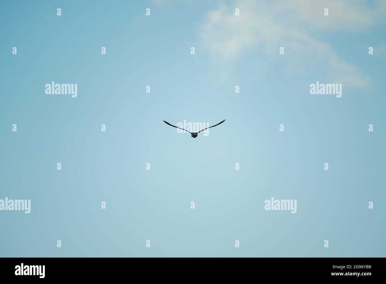 Mouettes volant le long de la côte de la ville de Laredo dans la province de Santander, pendant l'été par une journée nuageux Banque D'Images