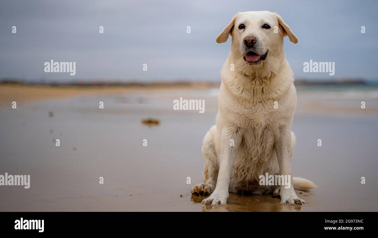 Labrador retriever de blanc, brun, couleur ocre, jouer et courir sur la  plage, et barboter dans l'eau avec les vagues de la mer Photo Stock - Alamy