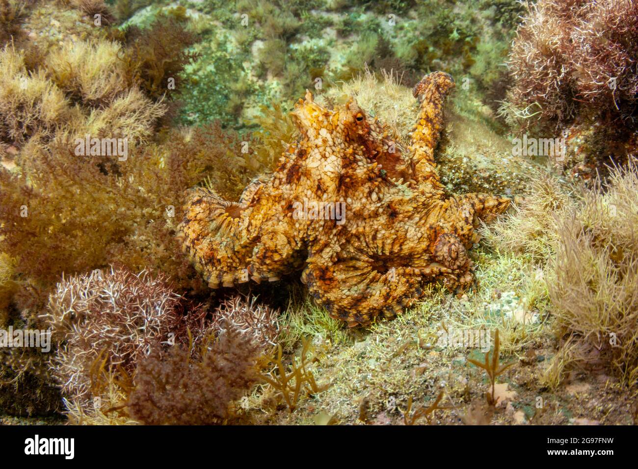 L'Octopus bimaculatus, deux spots, est un maître du camouflage, changeant sa couleur et sa texture pour correspondre à son arrière-plan, Californie, Etats-Unis. Banque D'Images