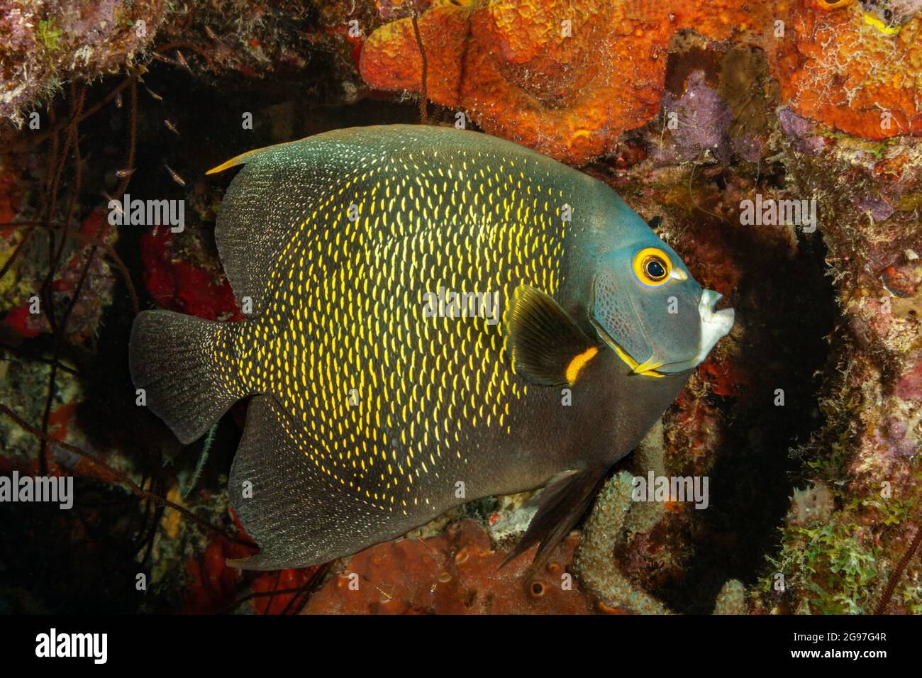L'angelfish Pomacanthus paru en français, est souvent en paires et est commun dans les Caraïbes, Bonaire. Banque D'Images