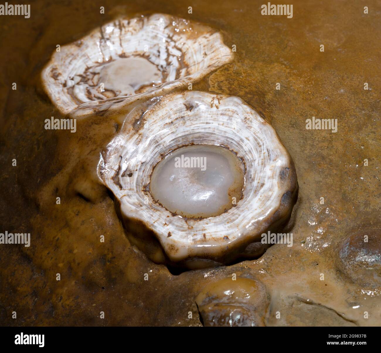 Formation rocheuse « oeufs frits », Luray Caverns, Virginie, États-Unis Banque D'Images