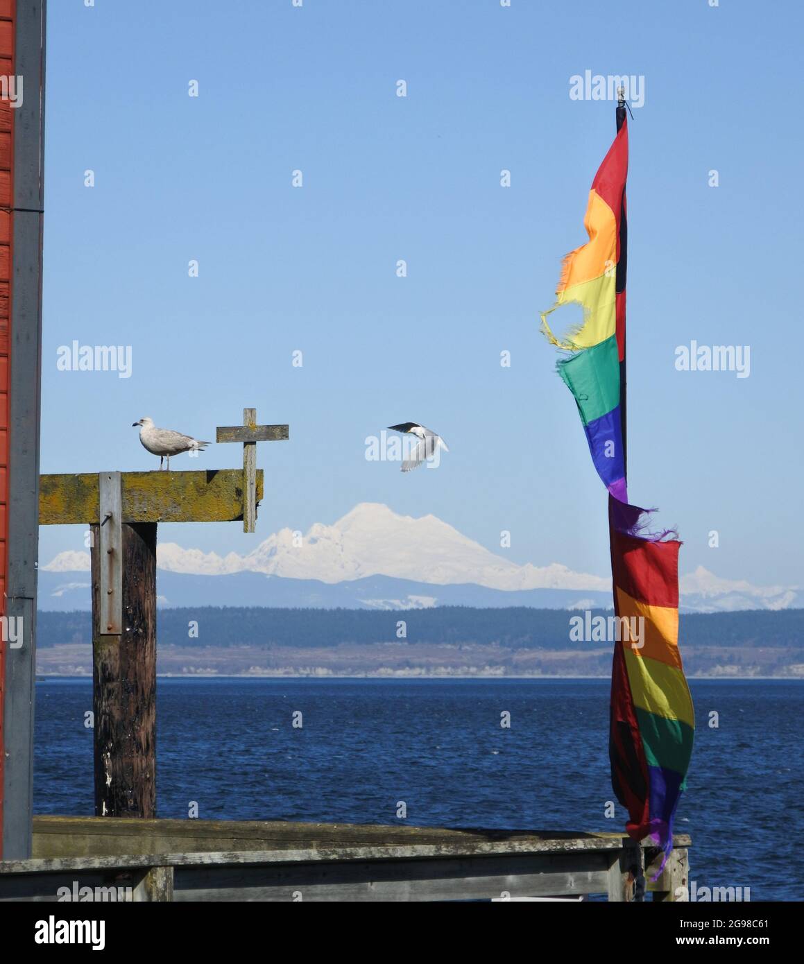 Seagull sur une courte finale, Mt Baker en arrière-plan Banque D'Images