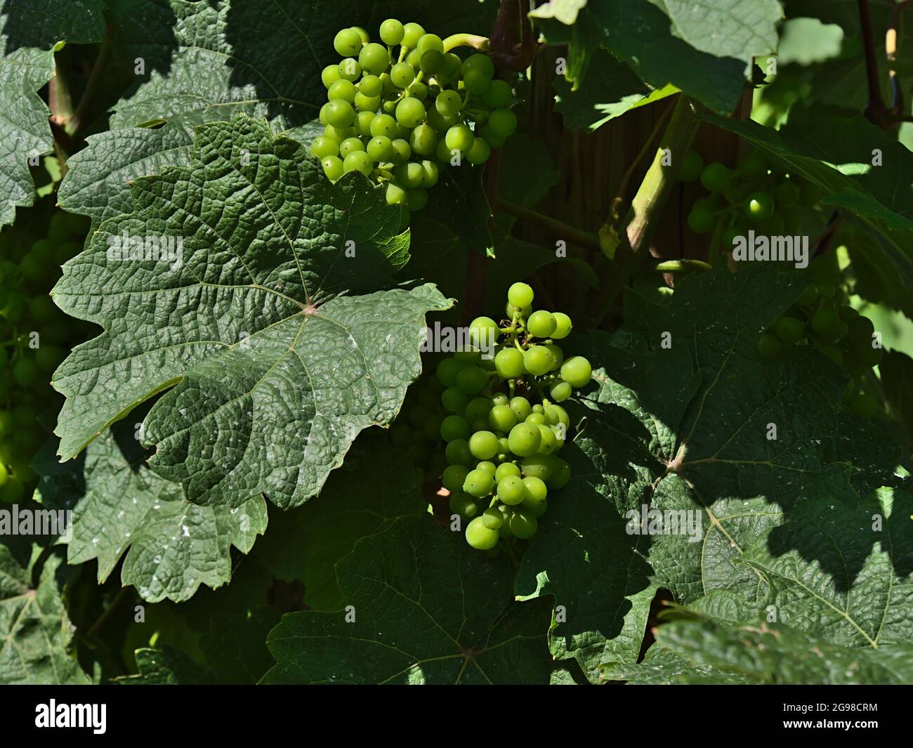 Vue rapprochée de la vigne (vitis vinifera) avec des raisins jeunes et non mûrs entre de grandes feuilles vertes en été sur un vignoble près de Boppard, vallée du Rhin. Banque D'Images