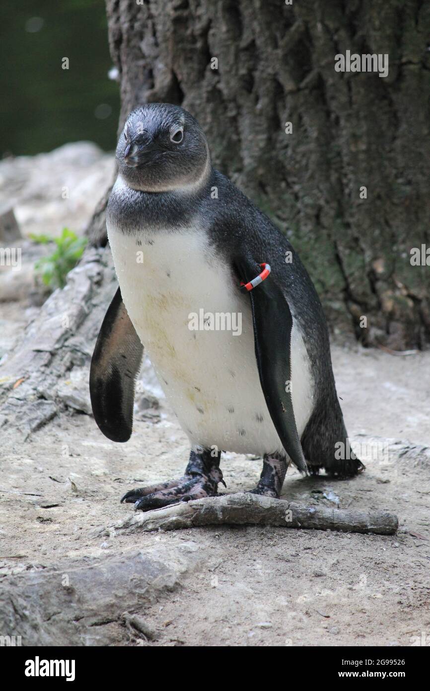 Pingouin africain au zoo d'Overloon aux pays-Bas Banque D'Images