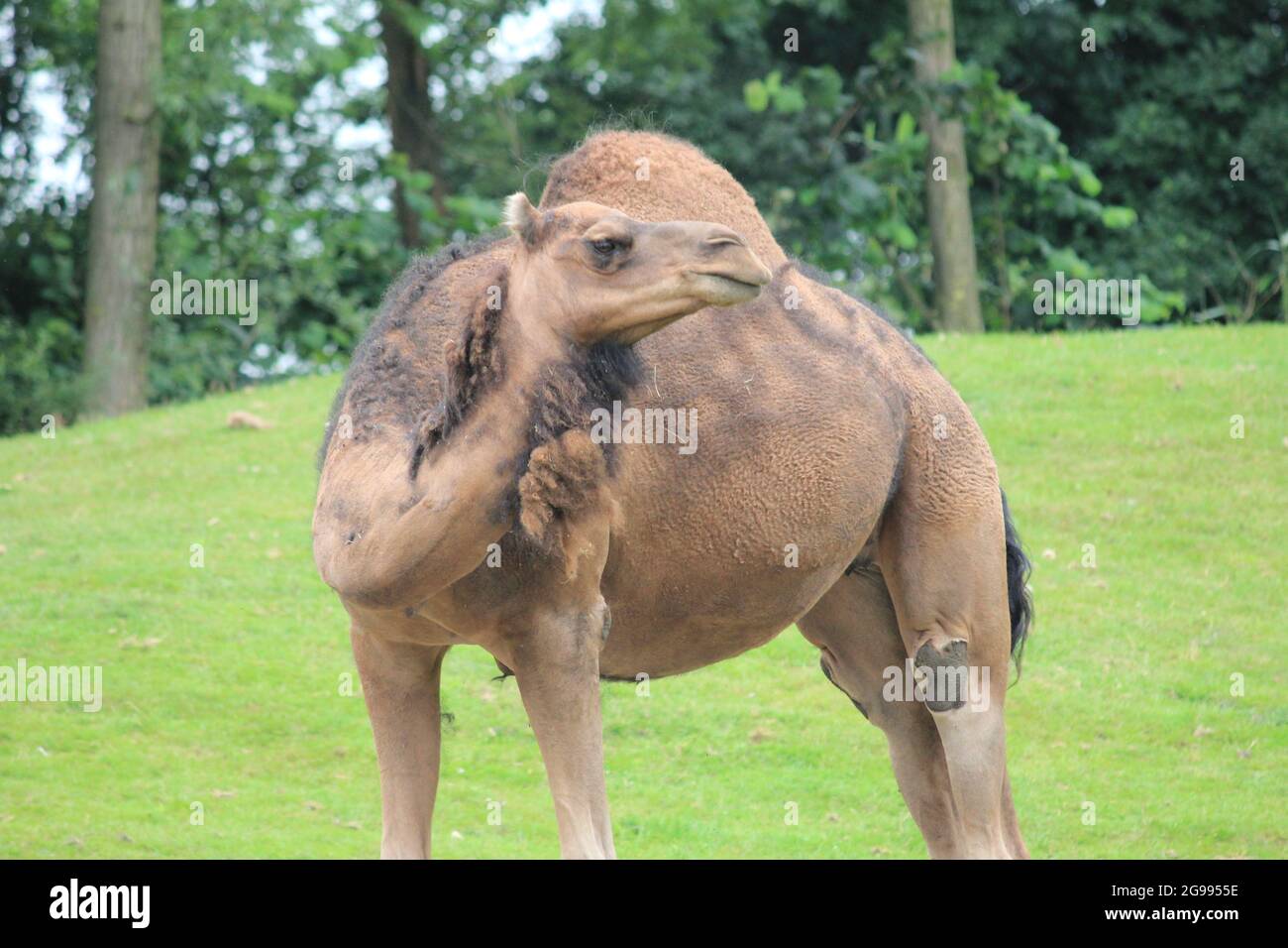 Dromadaire au zoo d'Overloon, aux pays-Bas Banque D'Images