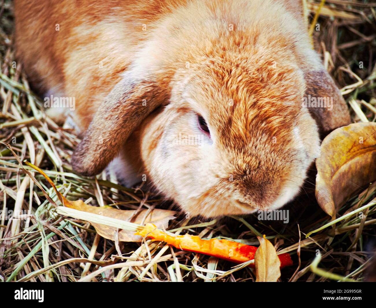 Gros plan lapin adorable avec animal de compagnie en fourrure bouffée sur la résidence en paille. Banque D'Images