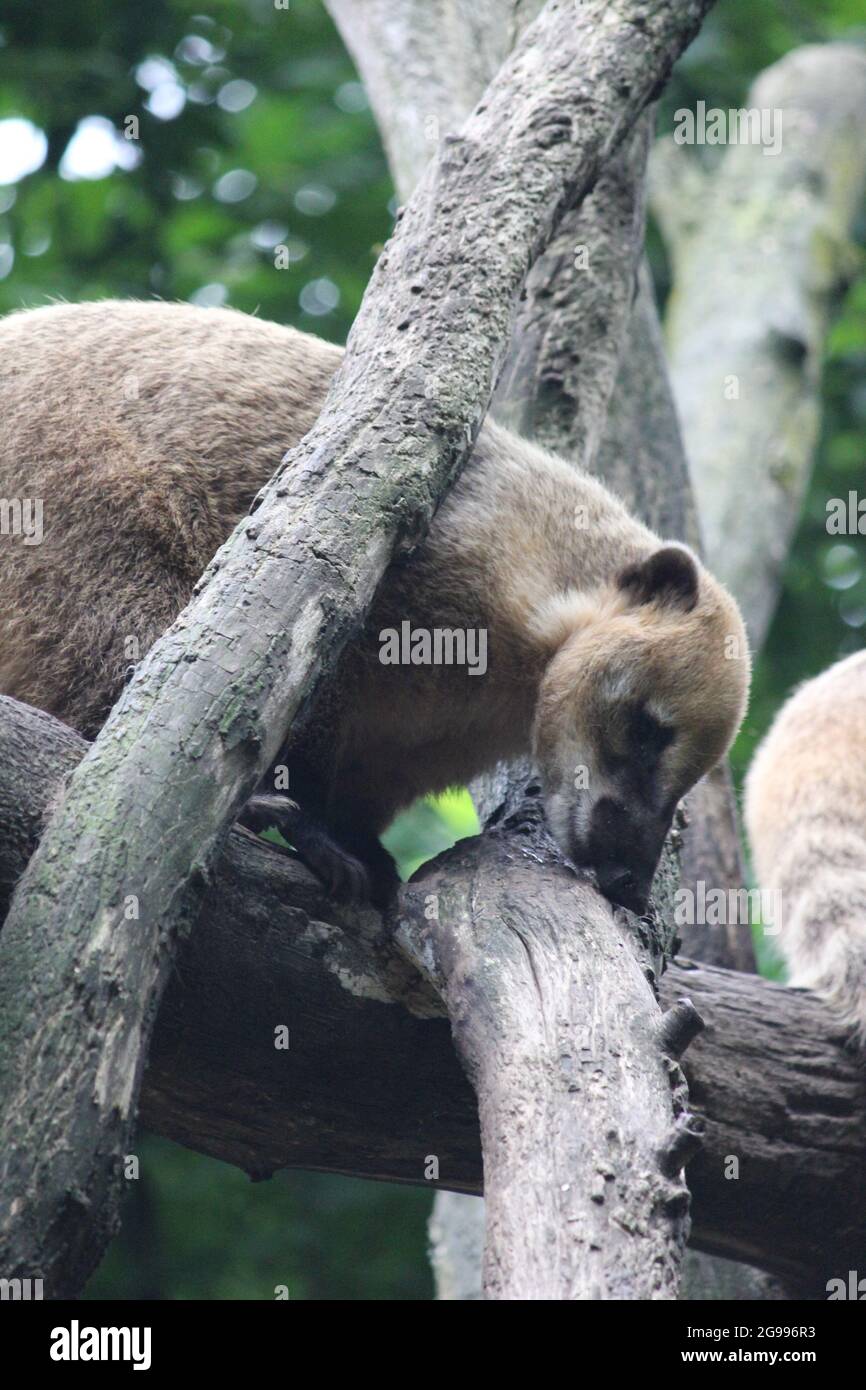 South American coati Banque D'Images