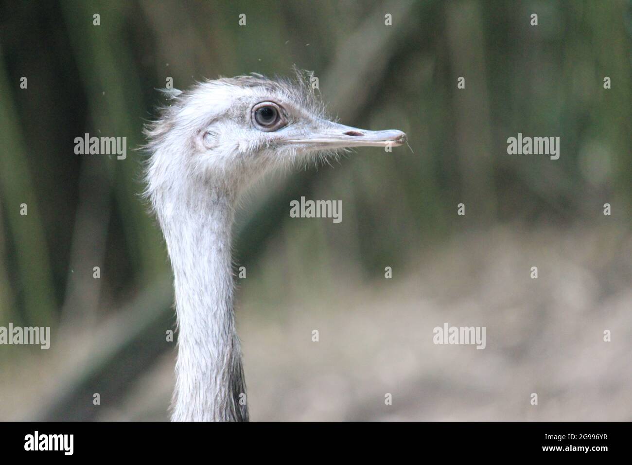 Plus grande nandou au zoo d'Overloon, aux pays-Bas Banque D'Images