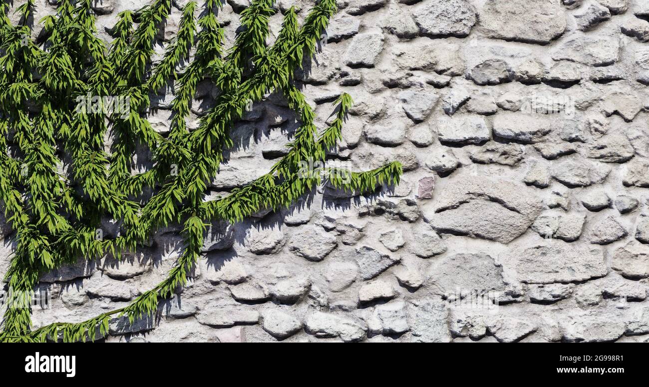 Vigne sur un mur de pierre. illustration de rendu 3d Banque D'Images