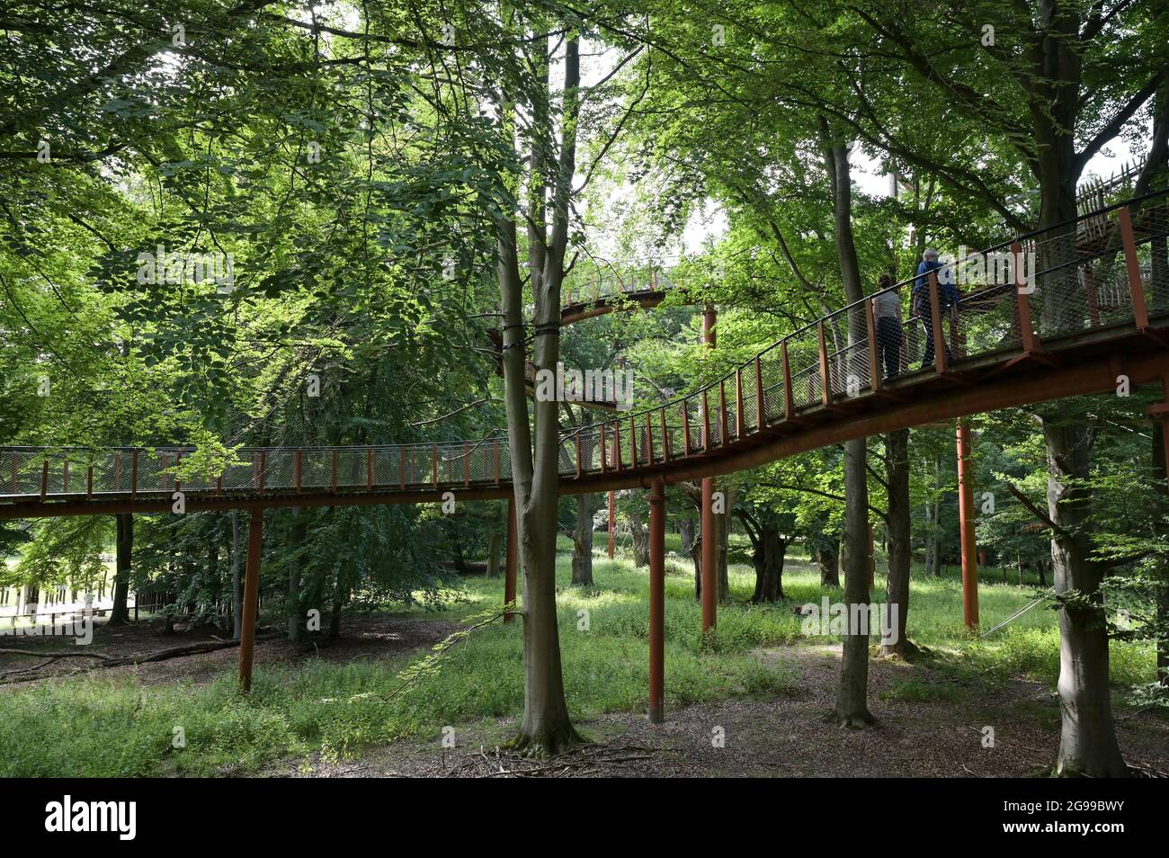 ALLEMAGNE, Stavenhagen, monument national de la nature, Ivenacker Eichen, 1000 ans de chêne allemand près du village d'Ivenack dans le Mecklembourg, 650 mètres Treetop Walk Banque D'Images